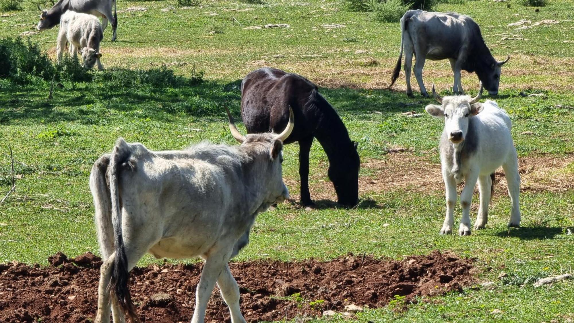 Agriturismo Iazzo Scagno Martina Franca Dış mekan fotoğraf