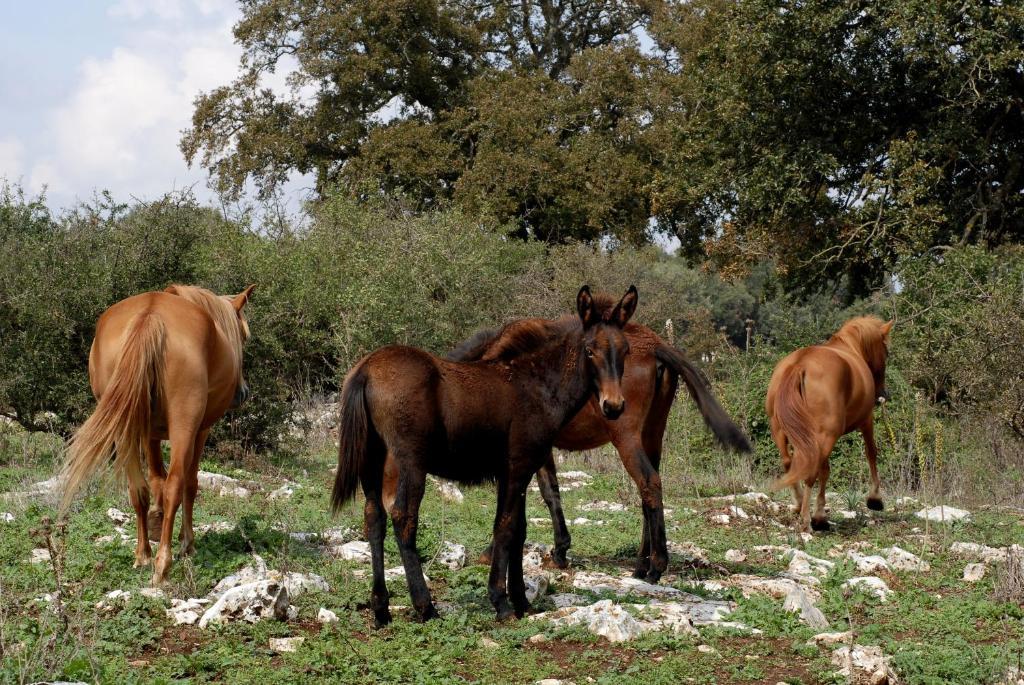 Agriturismo Iazzo Scagno Martina Franca Dış mekan fotoğraf